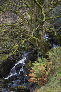 Beautiful Autun Fall landscape of waterfall in woodlands with rocks and ferns in Lake District