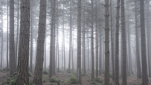 Beautiful forest landscape image of pine tree forest with deep fog through trees into distance
