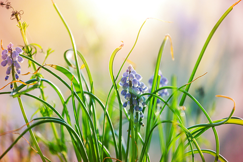 Beautiful  spring flowers in the forest. Seasonal Natural background.