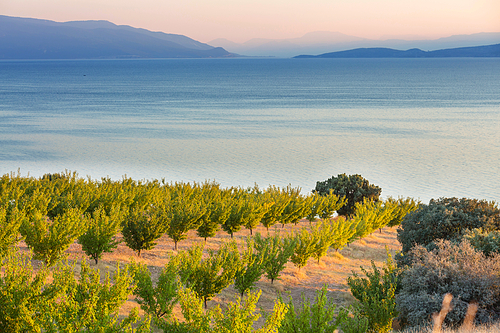 Planting apricot on lake shore. Rural fruit garden in mountains.