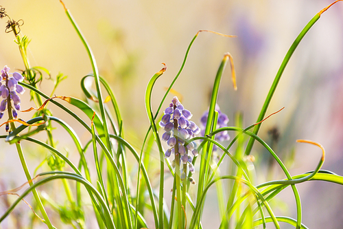 Beautiful  spring flowers in the forest. Seasonal Natural background.