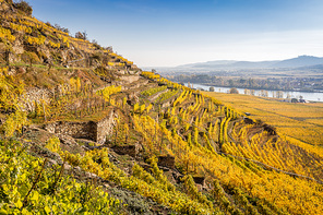 Terraces at a vinyard in Wachau region with river Danube in the back, Austria