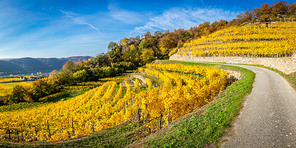 Panorama of a vinyard with terraces and Wachau valley near D?rnstein, Austria
