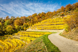 Vinyard with terraces in autumn in Wachau valley near D?rnstein, Austria