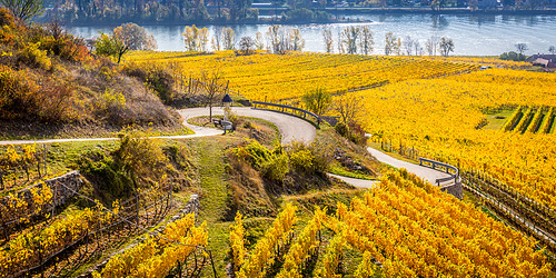 Scenic road winding through the vinyards in autumn in Wachau valley near D?rnstein, Austria