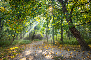 Walking path through a park illuminated by wonderful sun beams