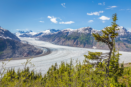 Weatherd tree with Salmon Glacier and mountain scenery in the back