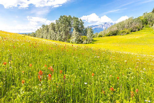 Lush meadow with indian paintbrush flowers, trees and snow covered mountains in the back.