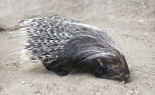 African crested porcupine, close up shot