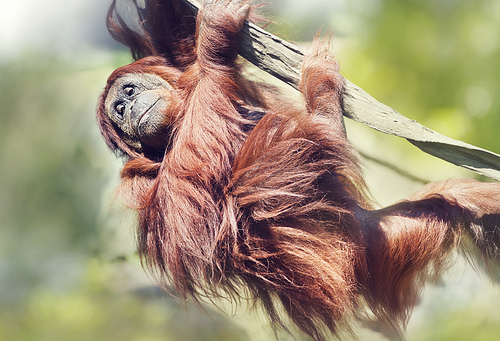 Young Orangutan on the tree.