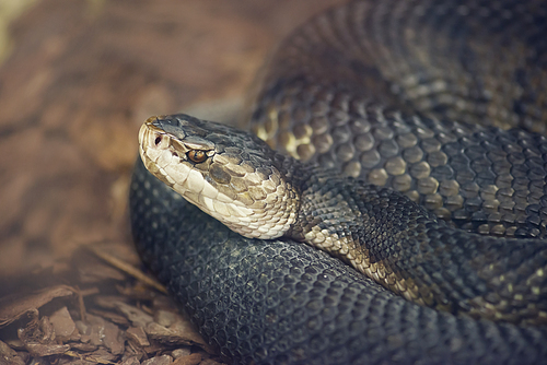 Florida Cottonmouth or water moccasin snake, close up