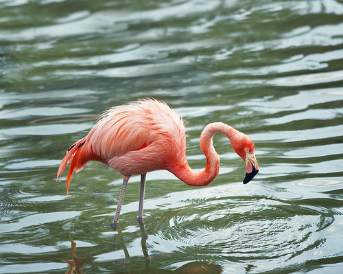 pink flamingo walking in the water with reflection