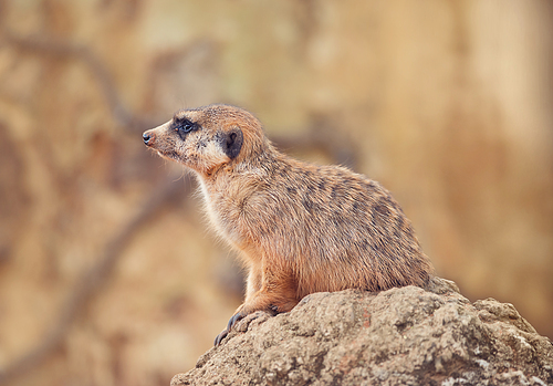 Meerkat sitting on a Rock