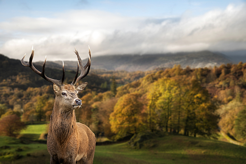 Epic Autumn Fall landscape of woodland in with majestic red deer stag Cervus Elaphus in foreground