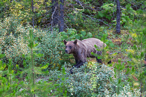 Grizzly bear in summer season