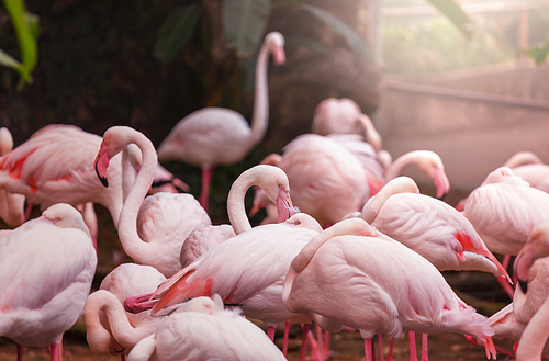 Beautiful pink flamingo close up