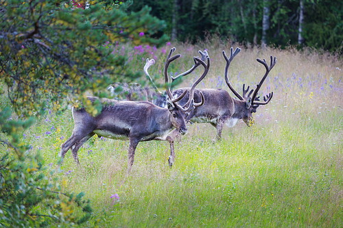 Reindeer in Norway in summer season