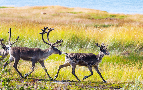 Reindeer in Norway in summer season