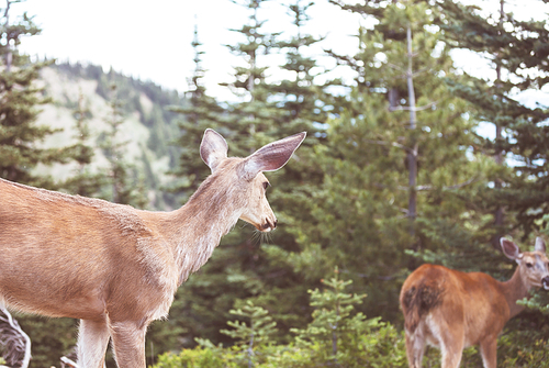 Deer in green meadow, USA