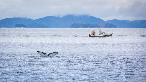 Hump Back Whale diving off in front of a small fishing boat, West Cost near Prince Rupert, Canada