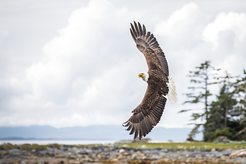 Canadian Bald Eagle (haliaeetus leucocephalus) flying in its habitat showing feathers of the back