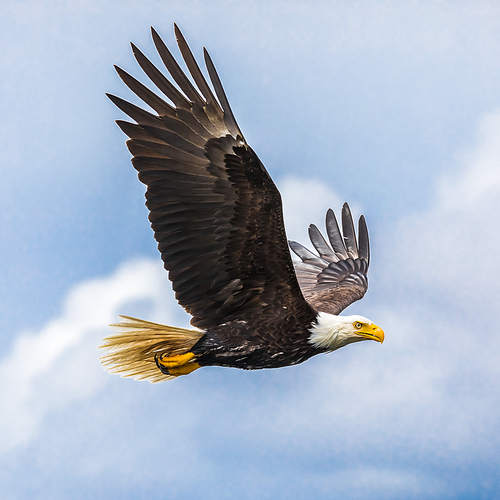 Wonderful shot af a Bald Eagle (haliaeetus leucocephalus) flying in the sky
