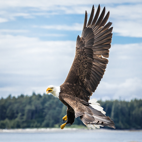 Canadian Bald Eagle (haliaeetus leucocephalus) flying in its habitat and showing its beautiful plumage