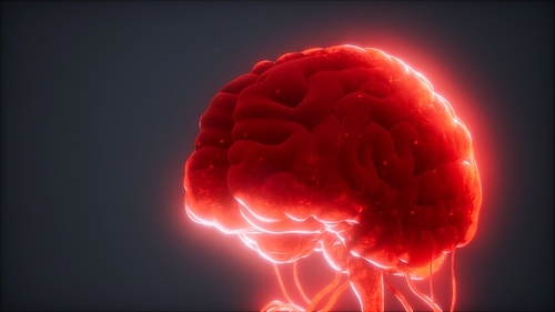 animated model of human brain