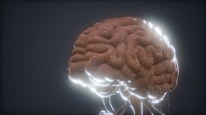 animated model of human brain