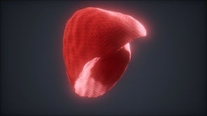 loop 3d rendered medically accurate animation of the human liver