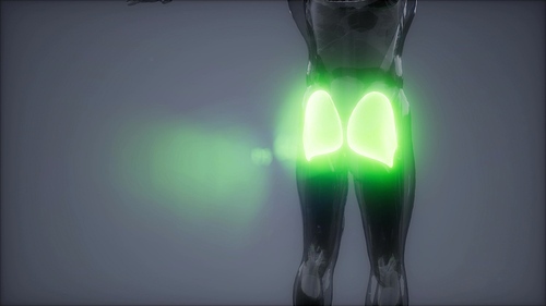 gluteus maximus - leg muscles anatomy animation