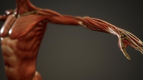 Muscular System of human body animation