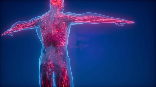 science anatomy scan of human blood vessels
