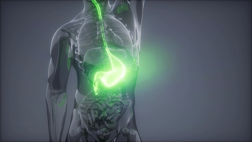 science anatomy scan of human stomach glowing