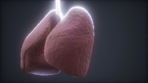 loop 3d rendered medically accurate animation of the human lung