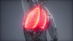 science anatomy scan of human lungs glowing