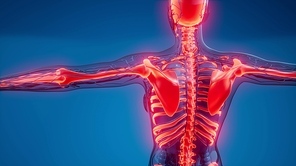 medical science illustration of human skeleton bones