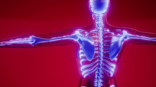 medical science illustration of human skeleton bones