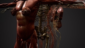 Animated 3D human anatomy illustration