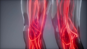 science anatomy scan of human blood vessels