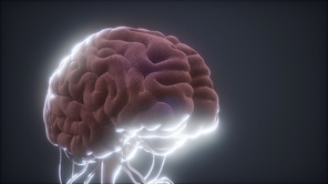 animated model of human brain