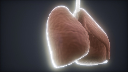 loop 3d rendered medically accurate animation of the human lung