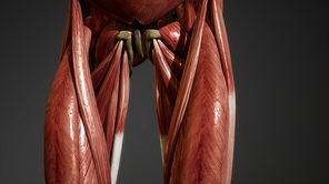 Muscular System of human body animation