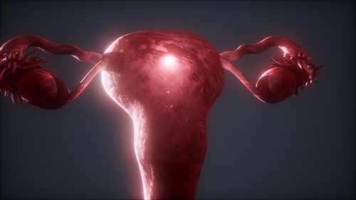 Female Reproductive System Anatomy animation