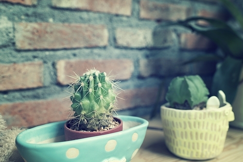cactus in ceramic pot, vintage filter image