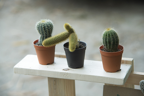 cactus with wood table