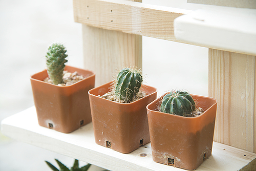 cactus with wood table