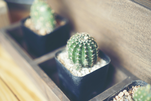 cactus in coffee cafe