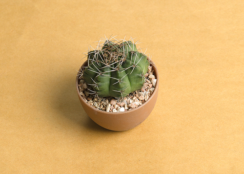 small cactus on vintage background