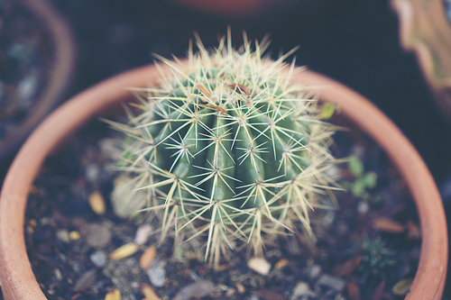 Cactus in ceramic pot on a wood table background.